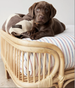 PET BED_RHA028